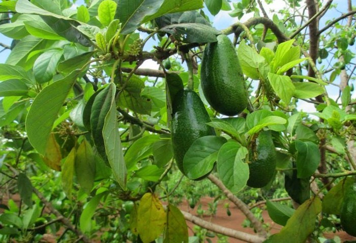 QUY TRÌNH CHĂM SÓC CHO CÂY BƠ