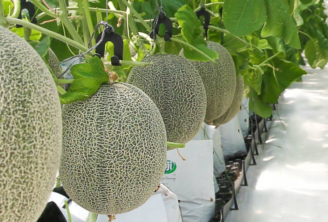 QUY TRÌNH CHĂM SÓC DƯA LƯỚI