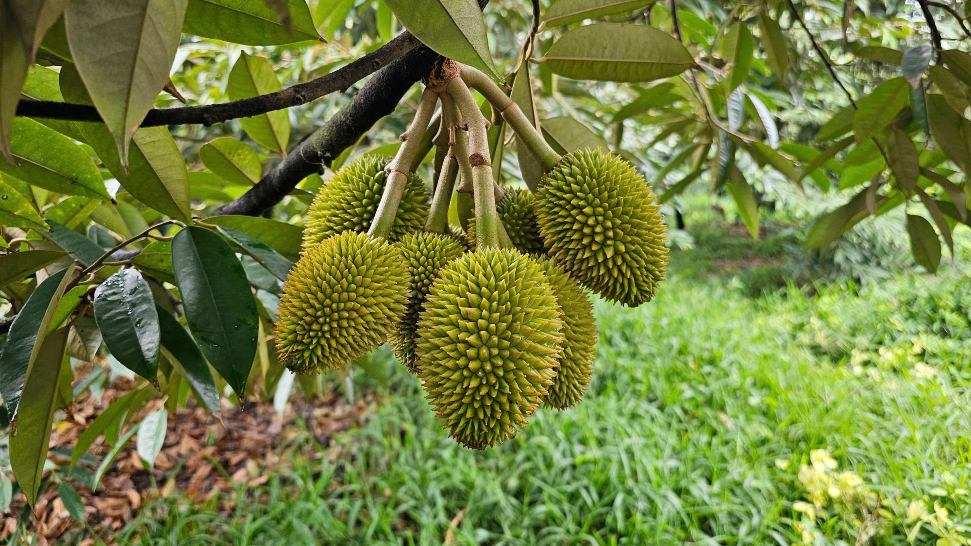 QUY TRÌNH CHĂM SÓC SẦU RIÊNG (MIỀN TÂY)